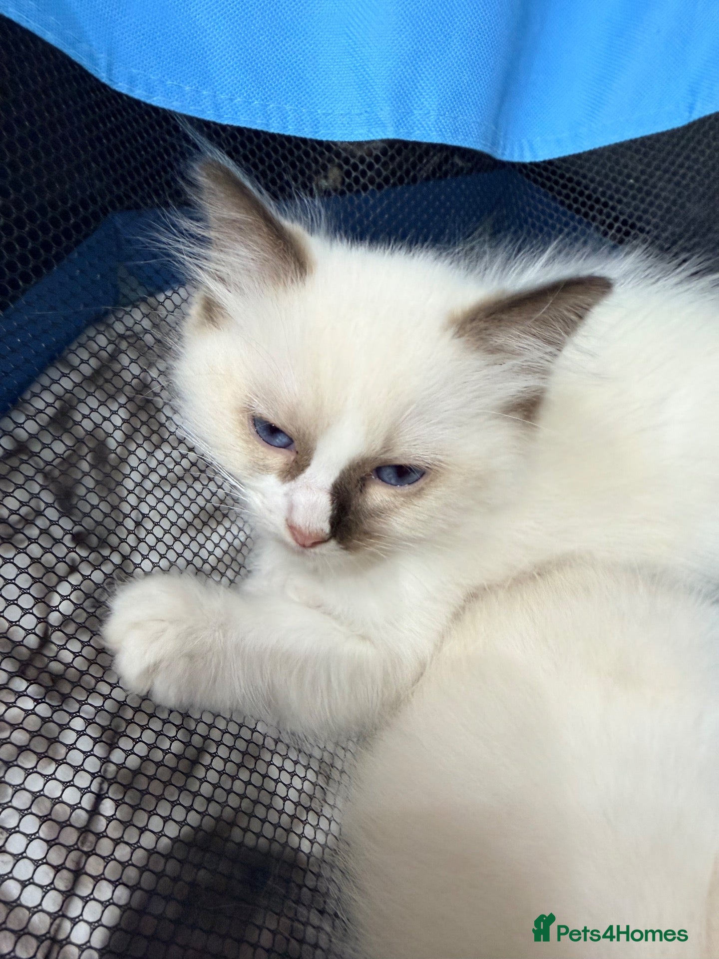 Ragdoll cats 1 male kitten left Purebred Ragdoll  - Advert 2