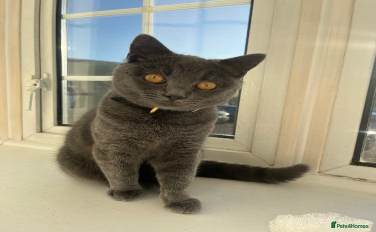 Russian Blue cats Gorgeous Russian 18 month male - Advert 2