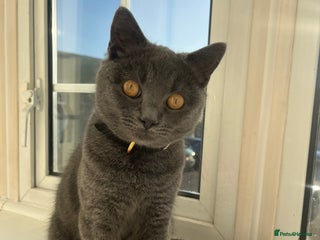 Russian Blue cats Gorgeous Russian 18 month male - Advert 2