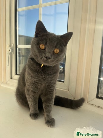 Russian Blue cats Gorgeous Russian 18 month male - Advert 2
