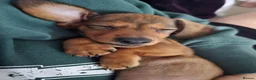 Miniature Dachshund dogs for sale: 4 beautiful miniature dachshunds  - Advert 2