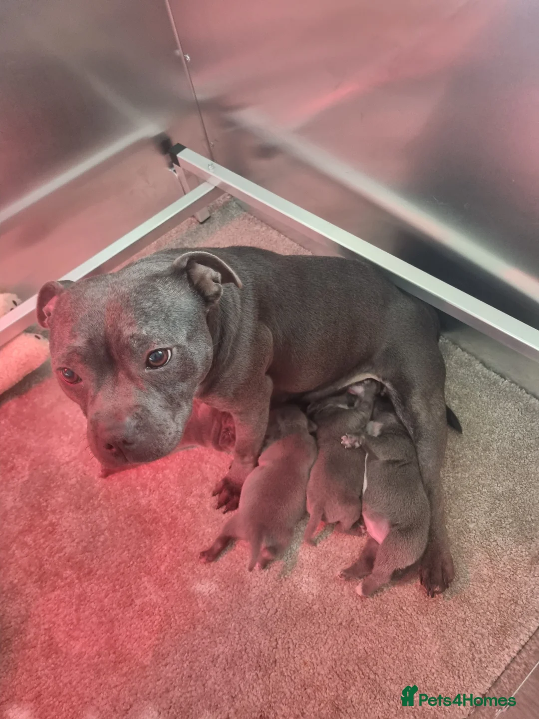 Staffordshire Bull Terrier dogs for sale: Blue Staffordshire bull KC pups Midlands area - Advert 19