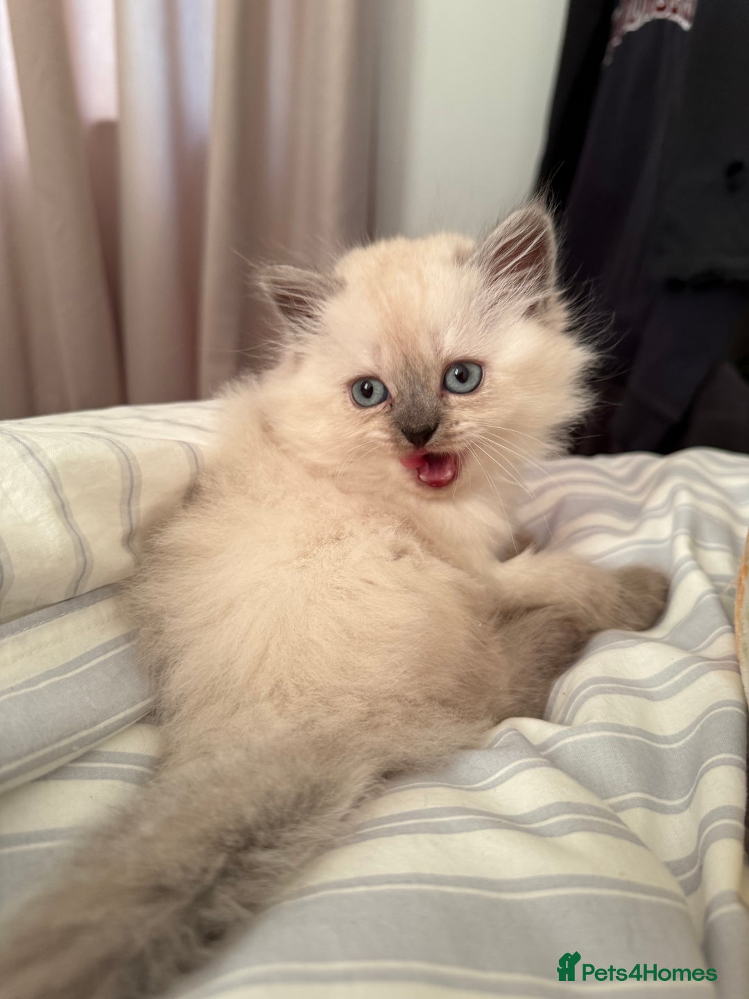 British Shorthair cats for sale: British short hair and Scottish fold  - Image 4