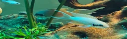 Cichlids fish for sale: Fairy cichlids - Advert 10