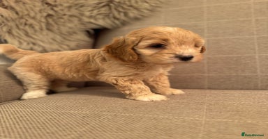 Cockapoo dogs - Advert 9