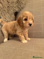 Cockapoo dogs - Advert 9