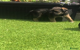 Border Terrier dogs for sale: KC border terrier pups SLEM clear reg breeder - Image 5