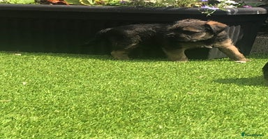 Border Terrier dogs - Advert 4