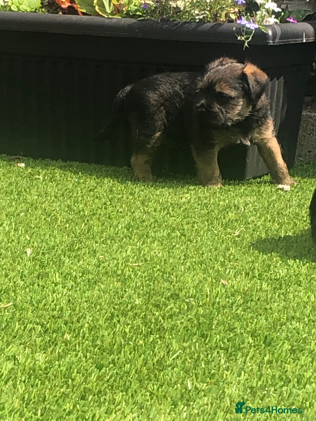Border Terrier dogs for sale: KC border terrier pups SLEM clear reg breeder - Image 5