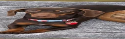 Dachshund dogs for sale: Dachshund and floodle in Lichfield - Advert 3