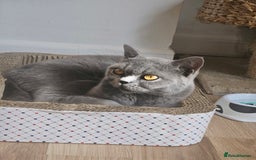 British Shorthair cats for sale: 💜 Beautiful British shorthair female cat💜 - Image 4