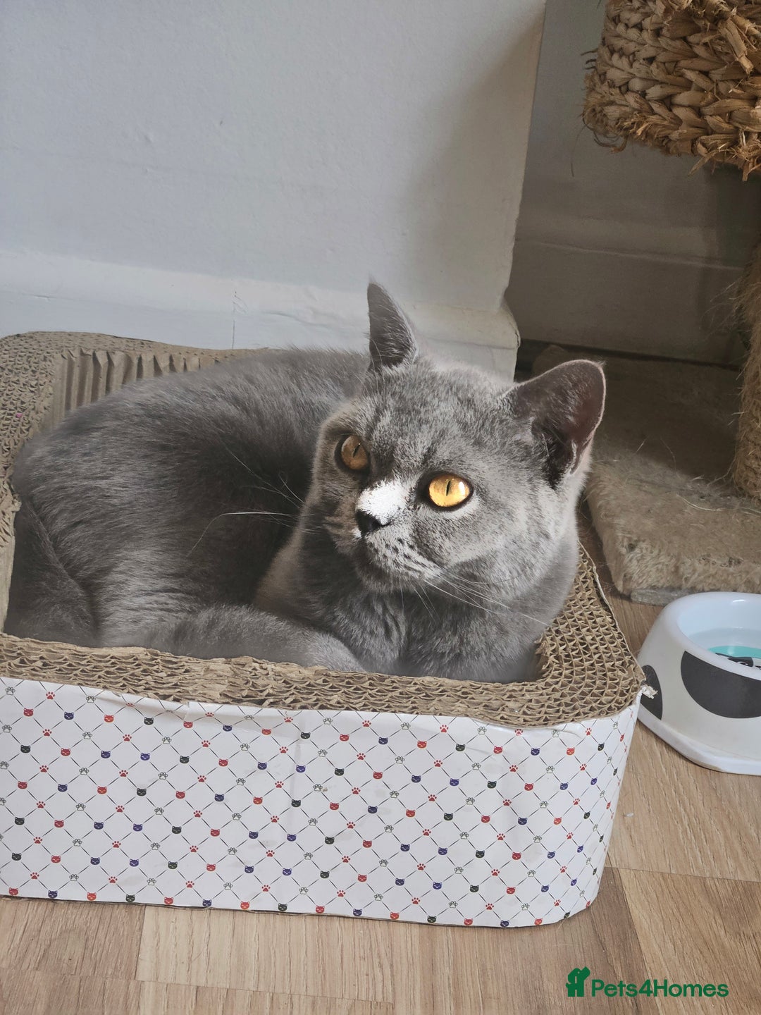 British Shorthair cats for sale: 💜 Beautiful British shorthair female cat💜 - Image 4