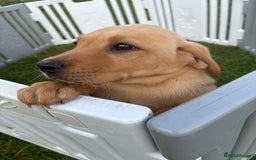 Labrador Retriever dogs for sale: Boy Labrador puppy  - Image 2