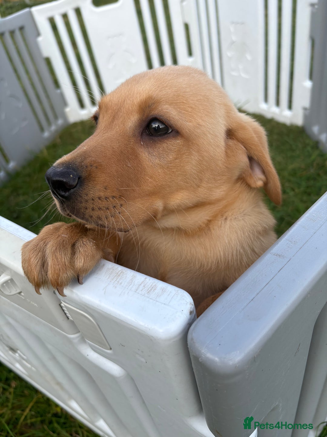 Labrador Retriever dogs for sale: Boy Labrador puppy  - Image 2