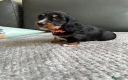 Dachshund dogs for sale: KC reg. Long hair miniature Dachshund puppies  - Image 10