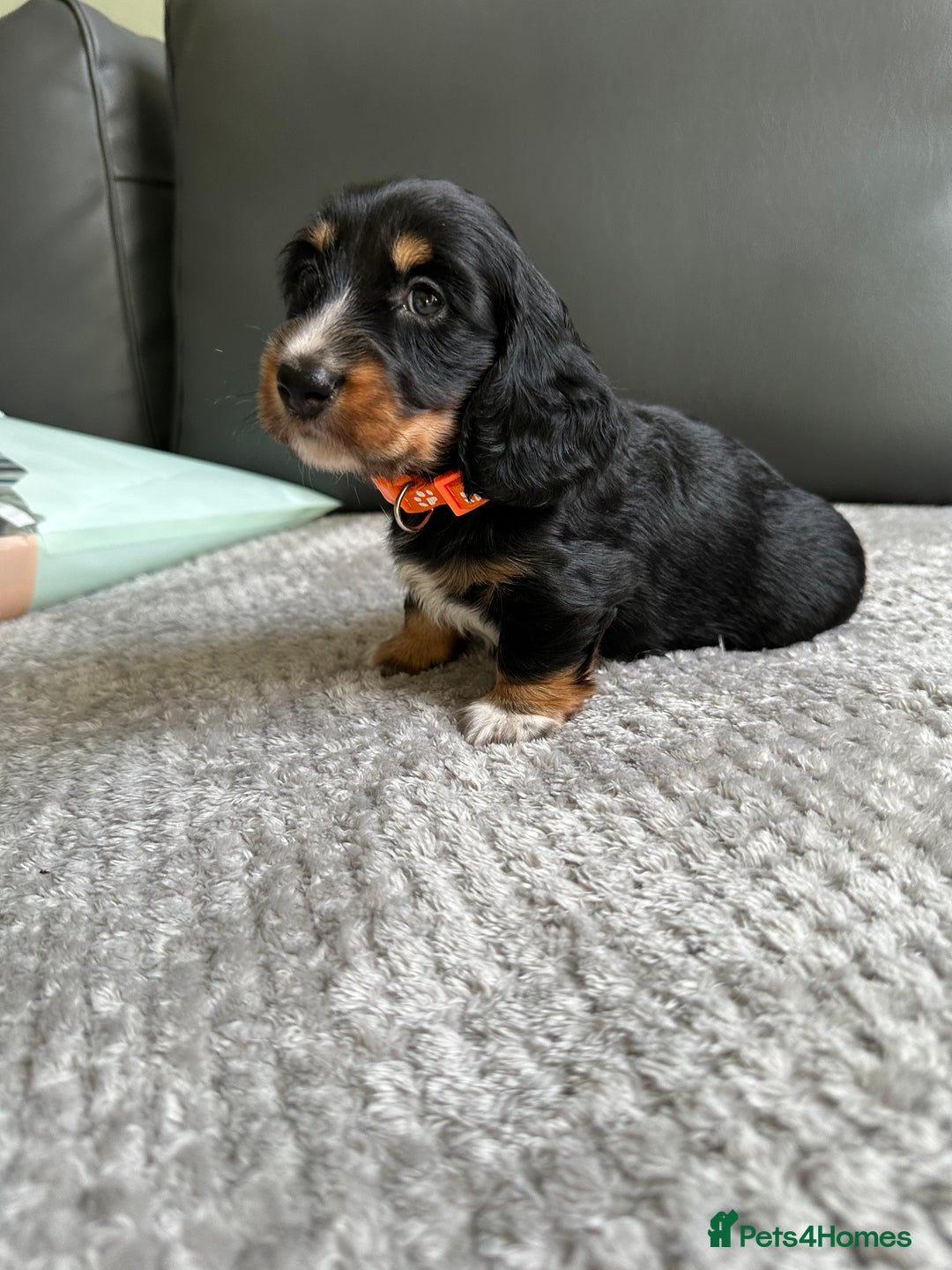 Dachshund dogs for sale: KC reg. Long hair miniature Dachshund puppies  - Image 10