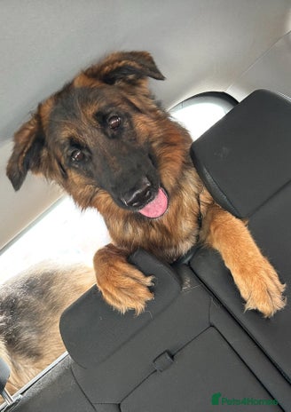 German Shepherd dogs - Advert 11