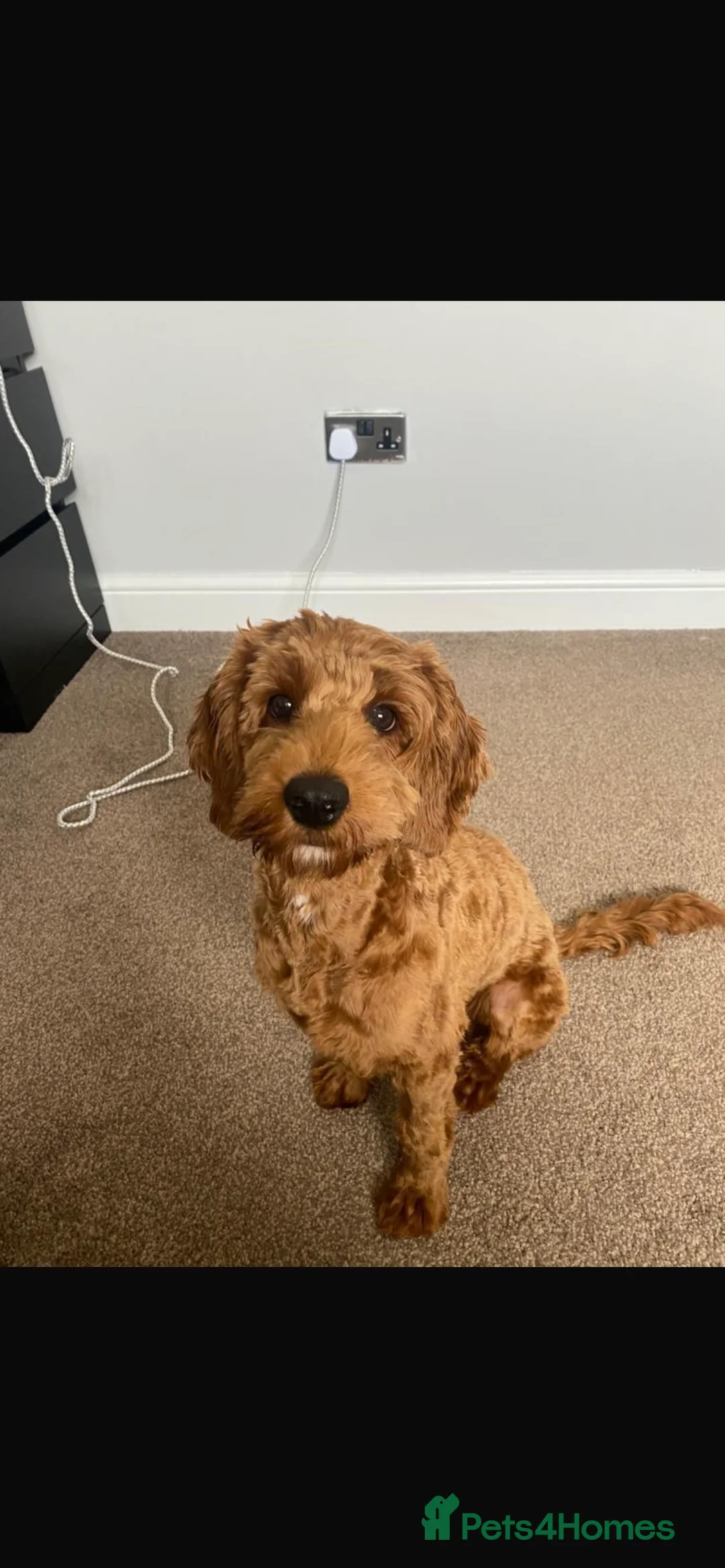 Mixed Breed dogs for sale: Jackapoo puppies for sale - Advert 8