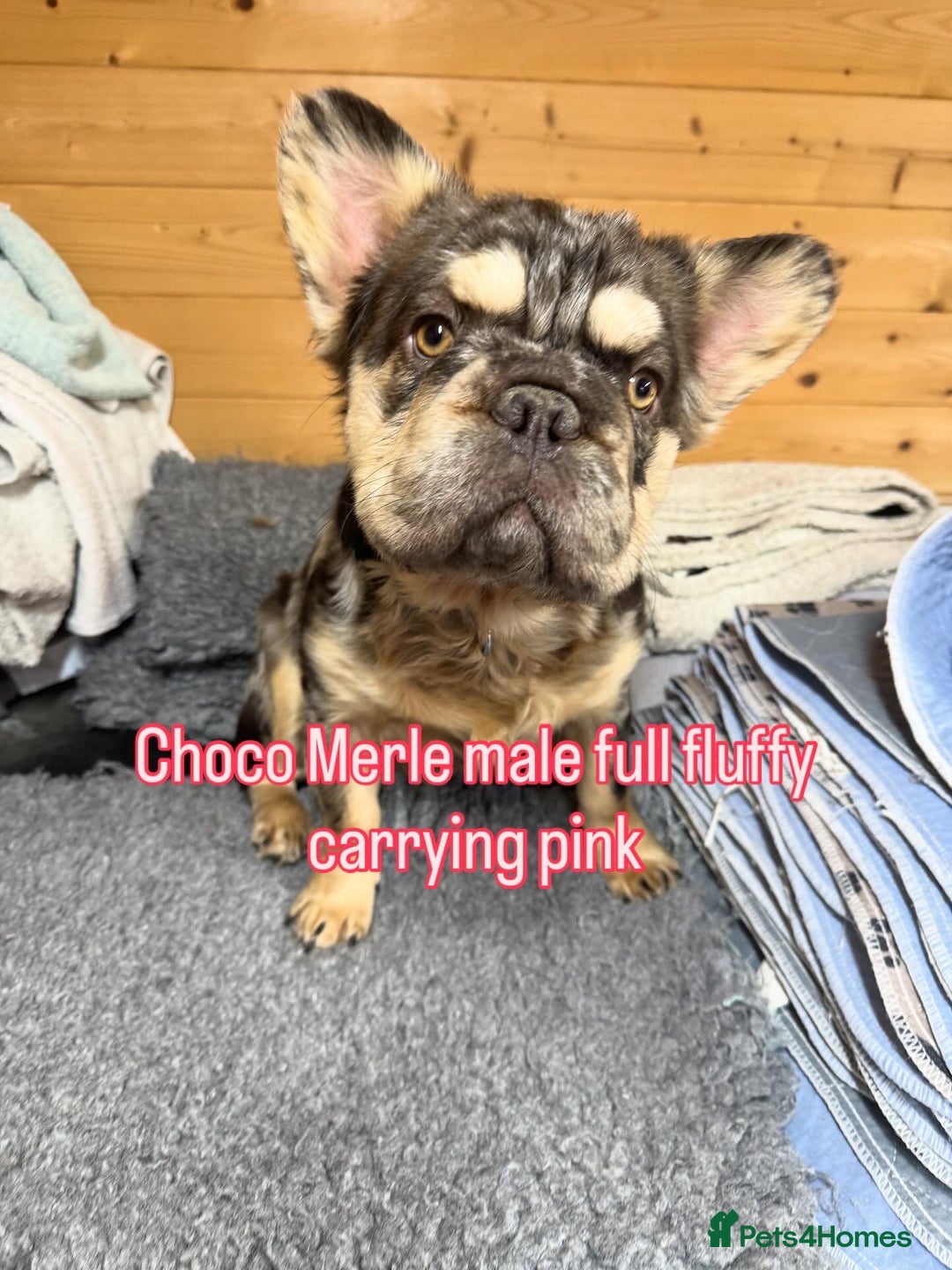 French Bulldog dogs for stud: French bulldog visual full fluffy carrying pink  in Dagenham - Advert 1