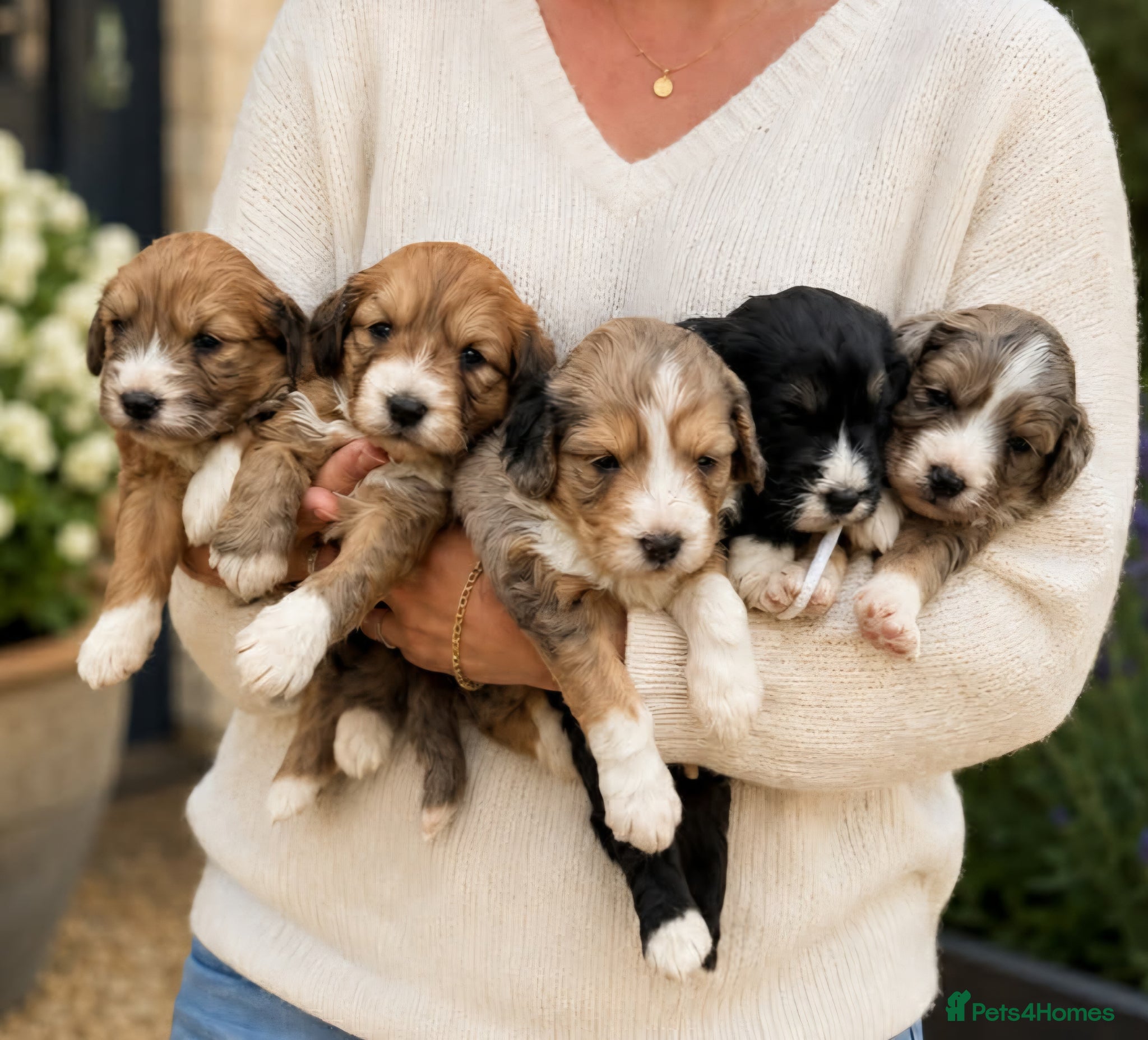 Bordoodle dogs Beautiful Merle Bordoodle puppies  - Advert 2