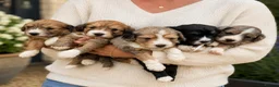 Bordoodle dogs for sale: Beautiful Merle Bordoodle puppies  - Advert 2