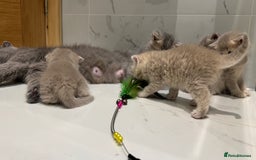 Scottish Fold cats for sale: Pedigree Scottish fold and straight kittens - Image 5