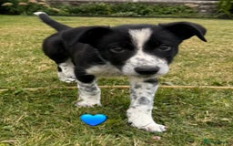 Border Collie dogs for sale: Border Collie Puppies for sale - Image 11