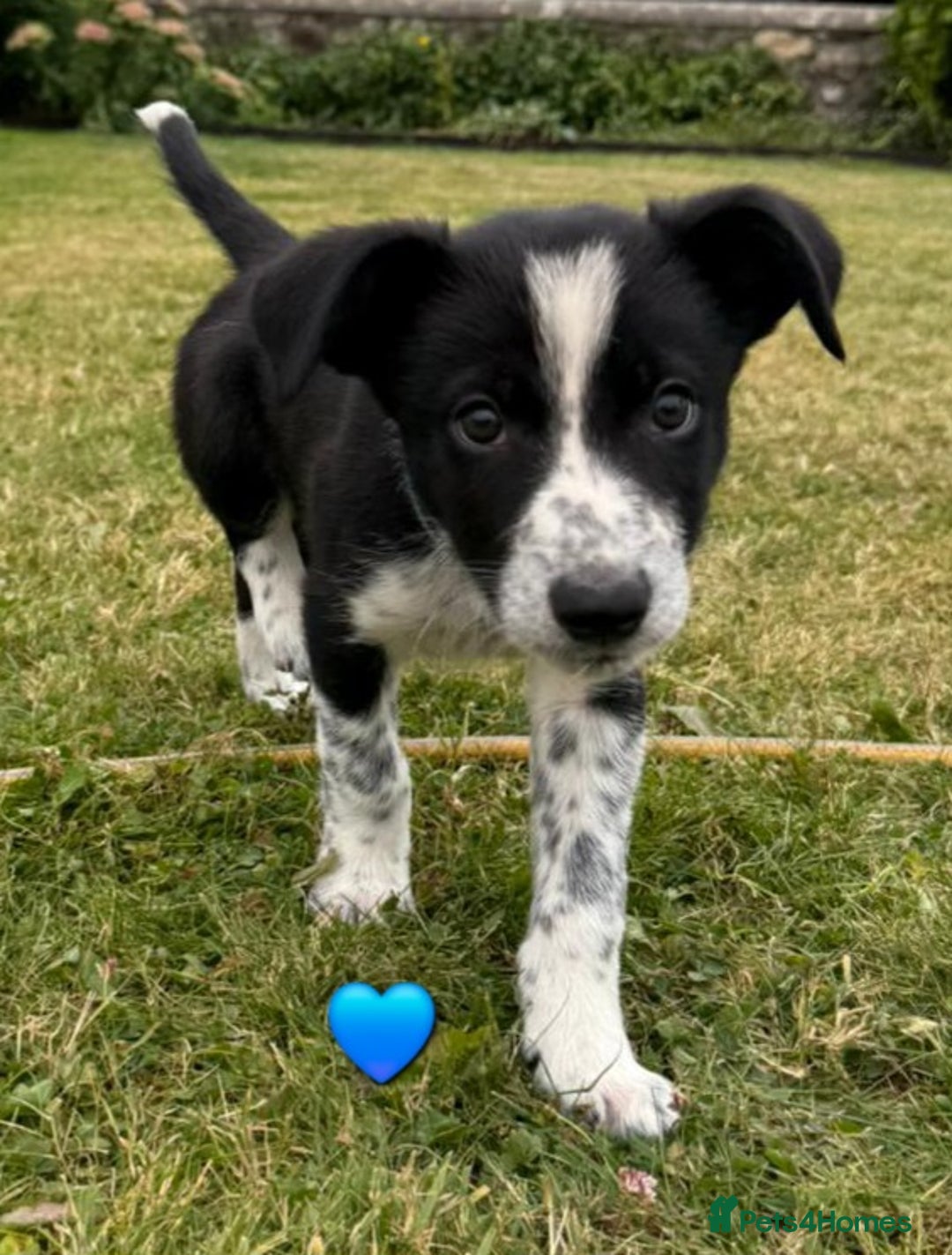 Border Collie dogs for sale: Border Collie Puppies for sale - Image 11