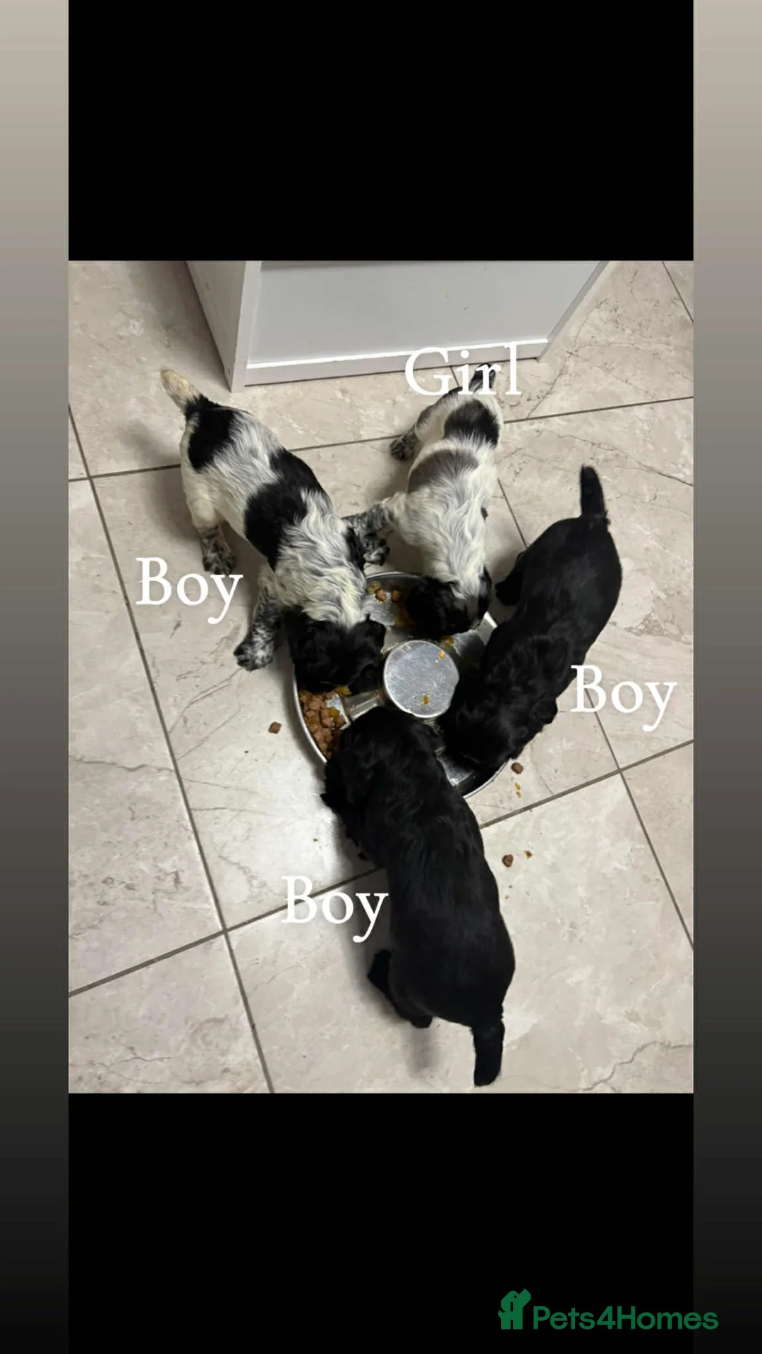 Sprocker dogs for sale: 7 Sprocker spaniels - Advert 19