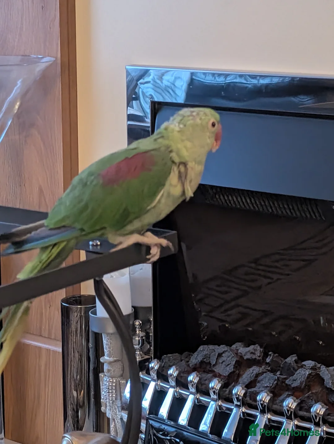 Parakeets birds for sale: Alexandrine parrot  - Advert 12