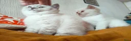 British Shorthair cats for sale: 2 rare Colour point British Shorthair kittens  - Advert 7