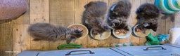 Maine Coon cats for sale: GCCF registered Pedigree Maine Coon Kittens - Advert 26