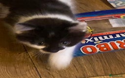 Mixed Breed cats for sale: Lower price…READY NOW….Mainecoon x Kittens - Image 10