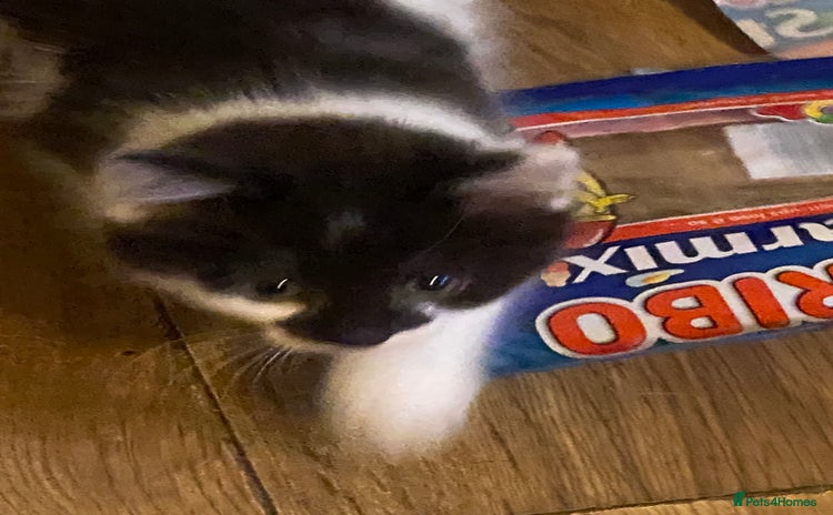 Mixed Breed cats - Advert 6