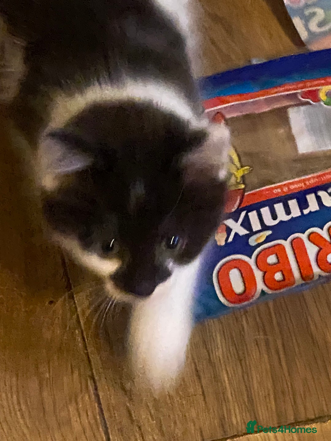 Mixed Breed cats for sale: Lower price…READY NOW….Mainecoon x Kittens - Image 10