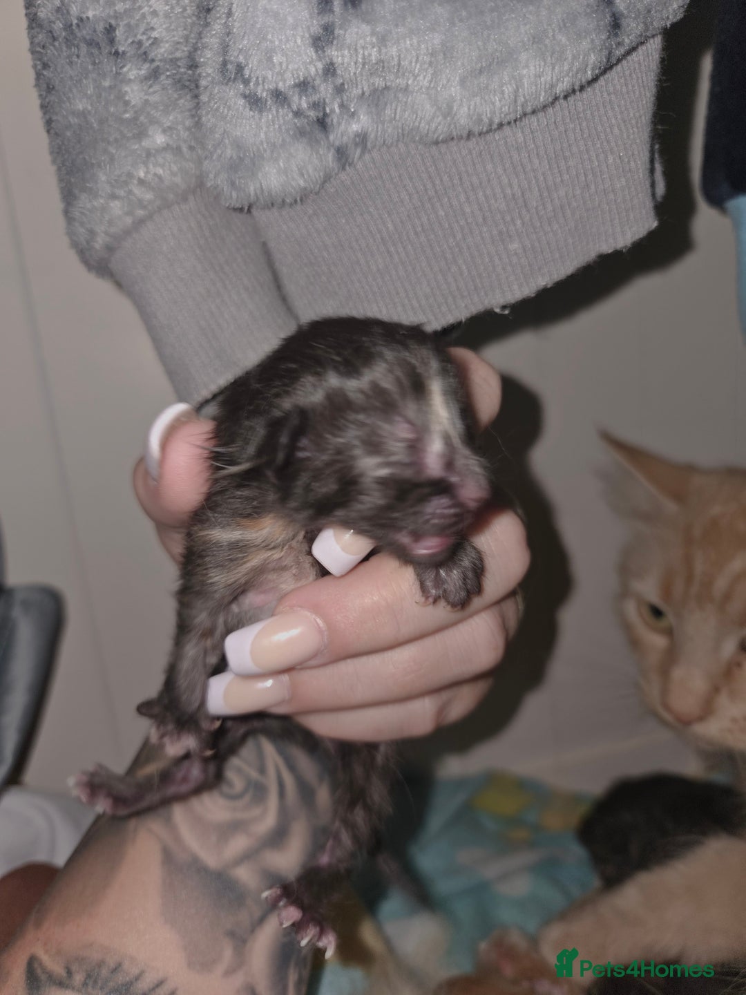 Mixed Breed cats for sale: Mixed breed kittens  - Image 6