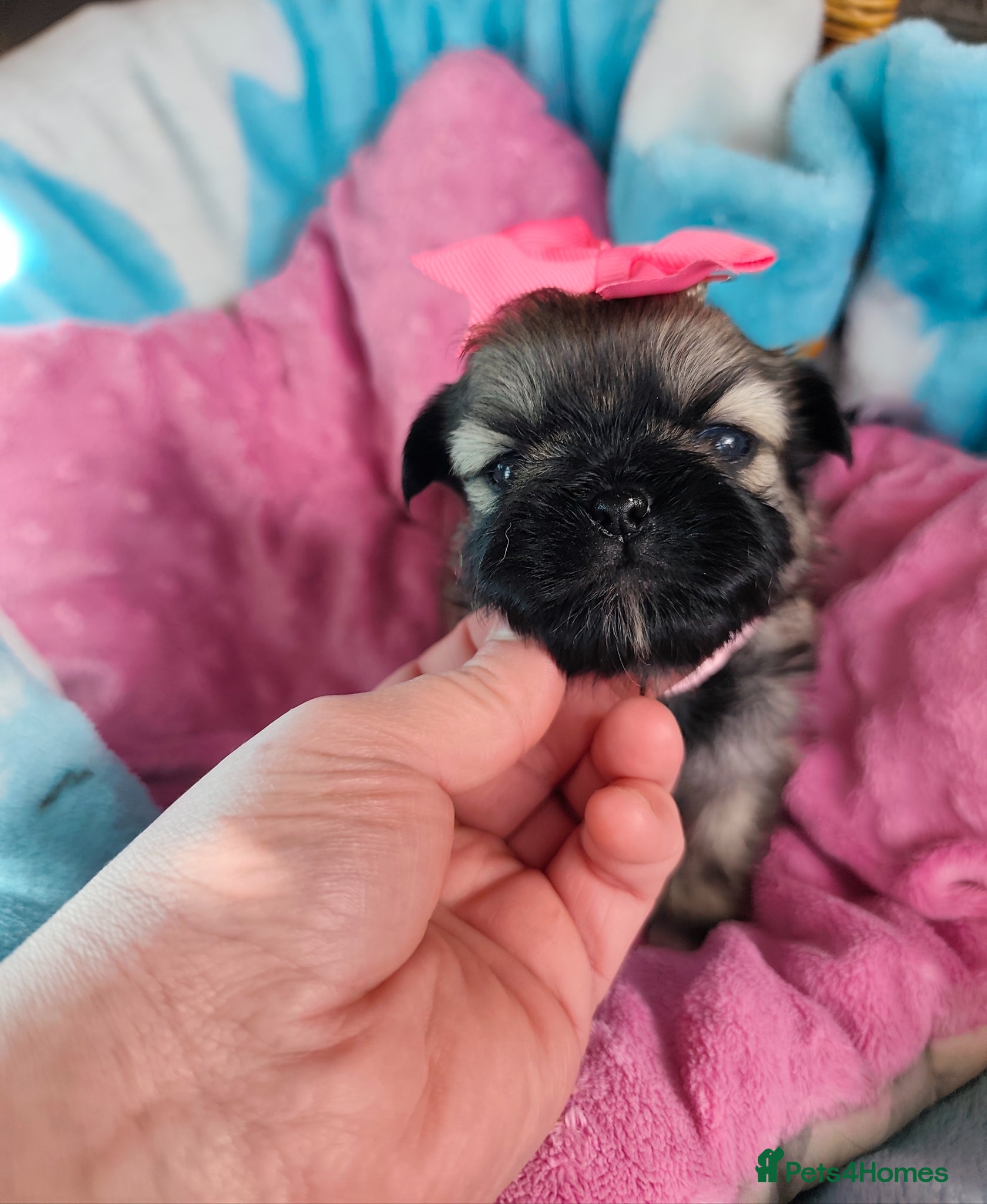 Shih Tzu dogs Gorgeous  shish tzu puppies  - Advert 1