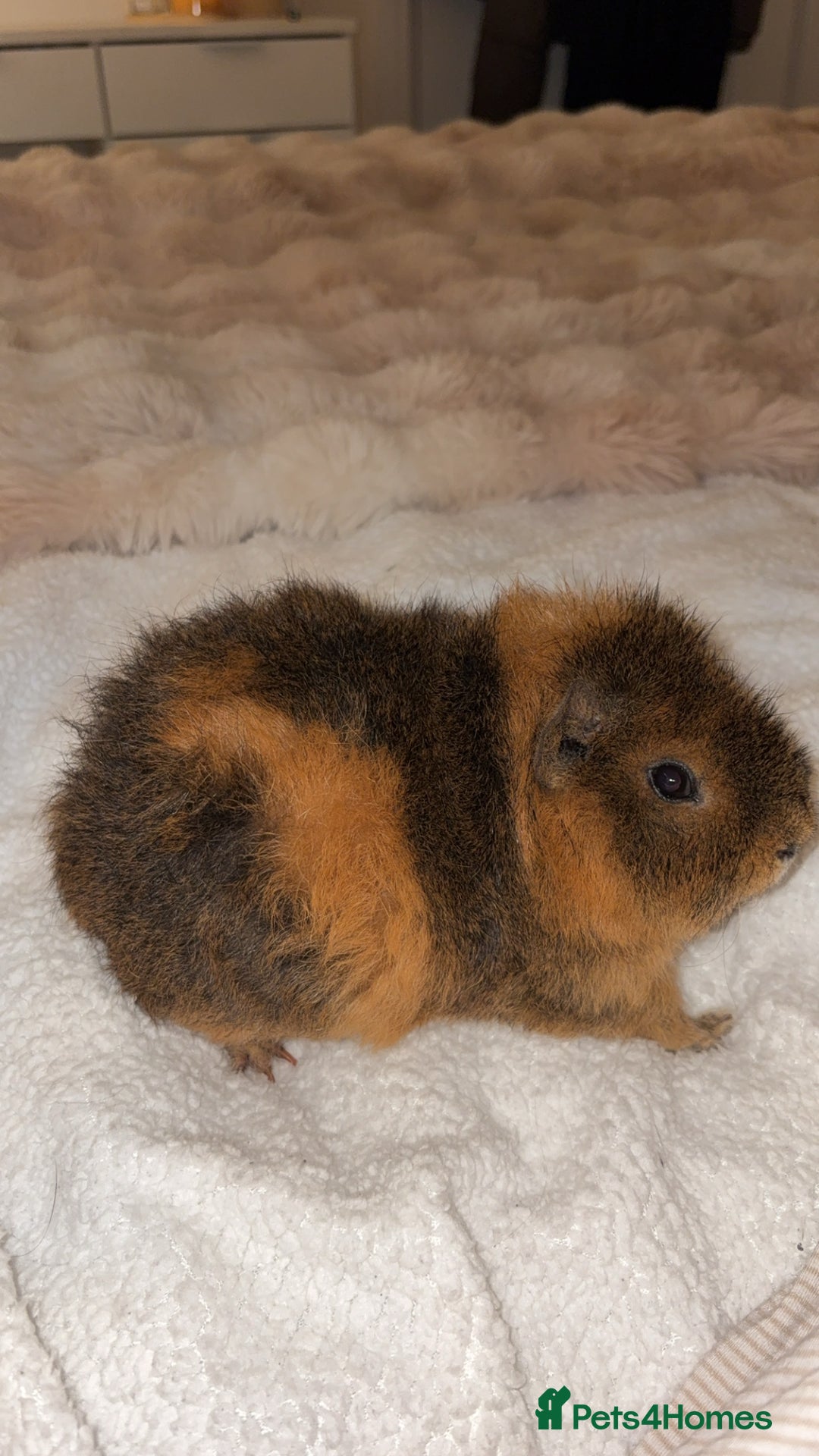 Guinea Pig rodents for sale: Two male bonded Guinea Pigs - Advert 4