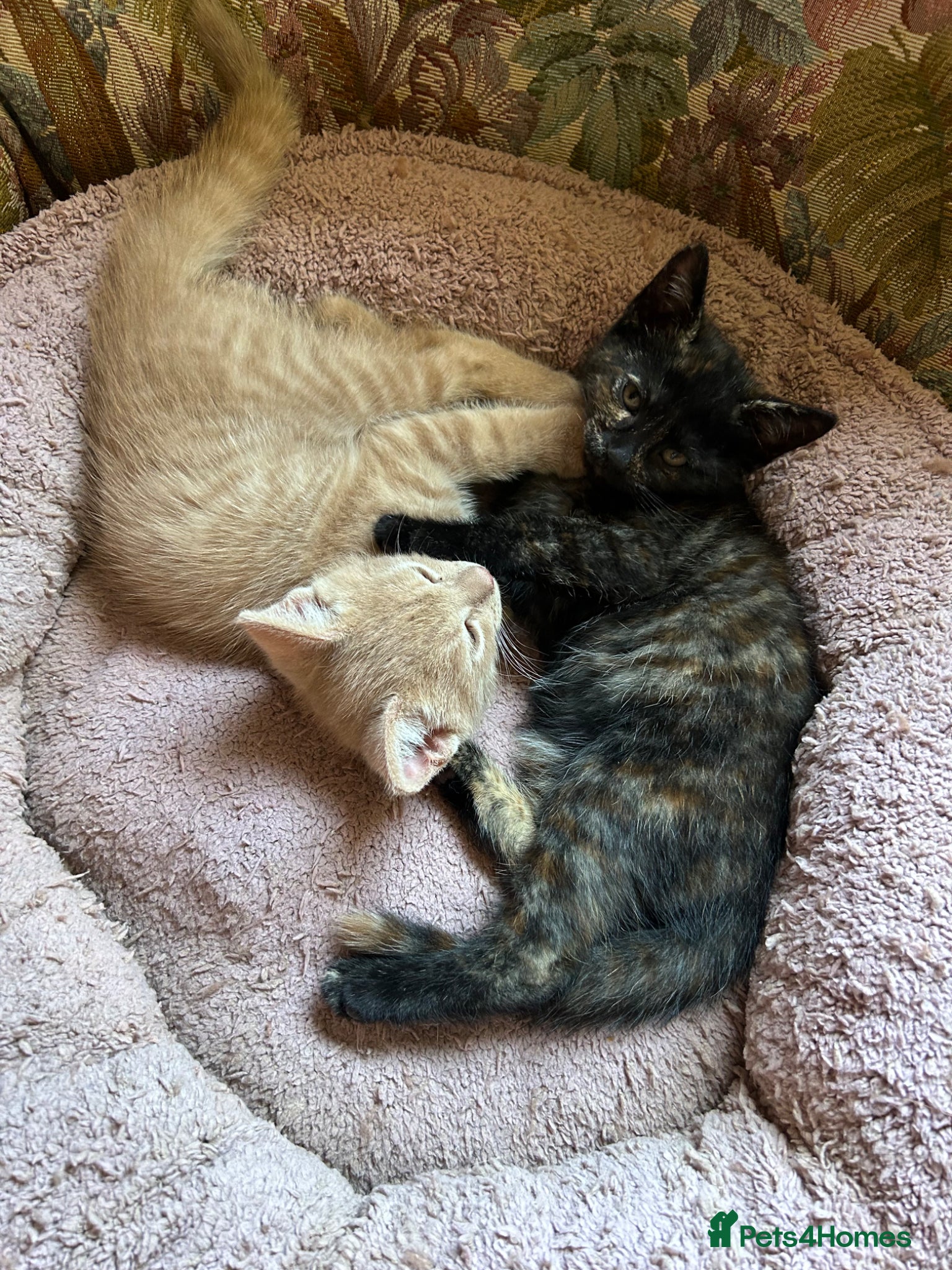 Domestic Shorthair cats 2 Kitties looking for forever homes  - Advert 13