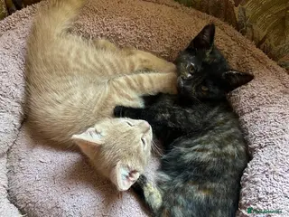 Domestic Shorthair cats 2 Kitties looking for forever homes - Advert 13