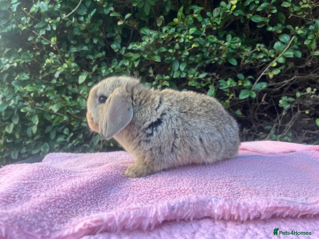 Mini Lop rabbits for sale: Mini Lops and mini double manned lionhead  - Advert 13