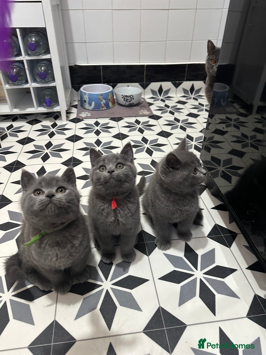 British Shorthair cats for sale: British short hair kittens - Advert 7