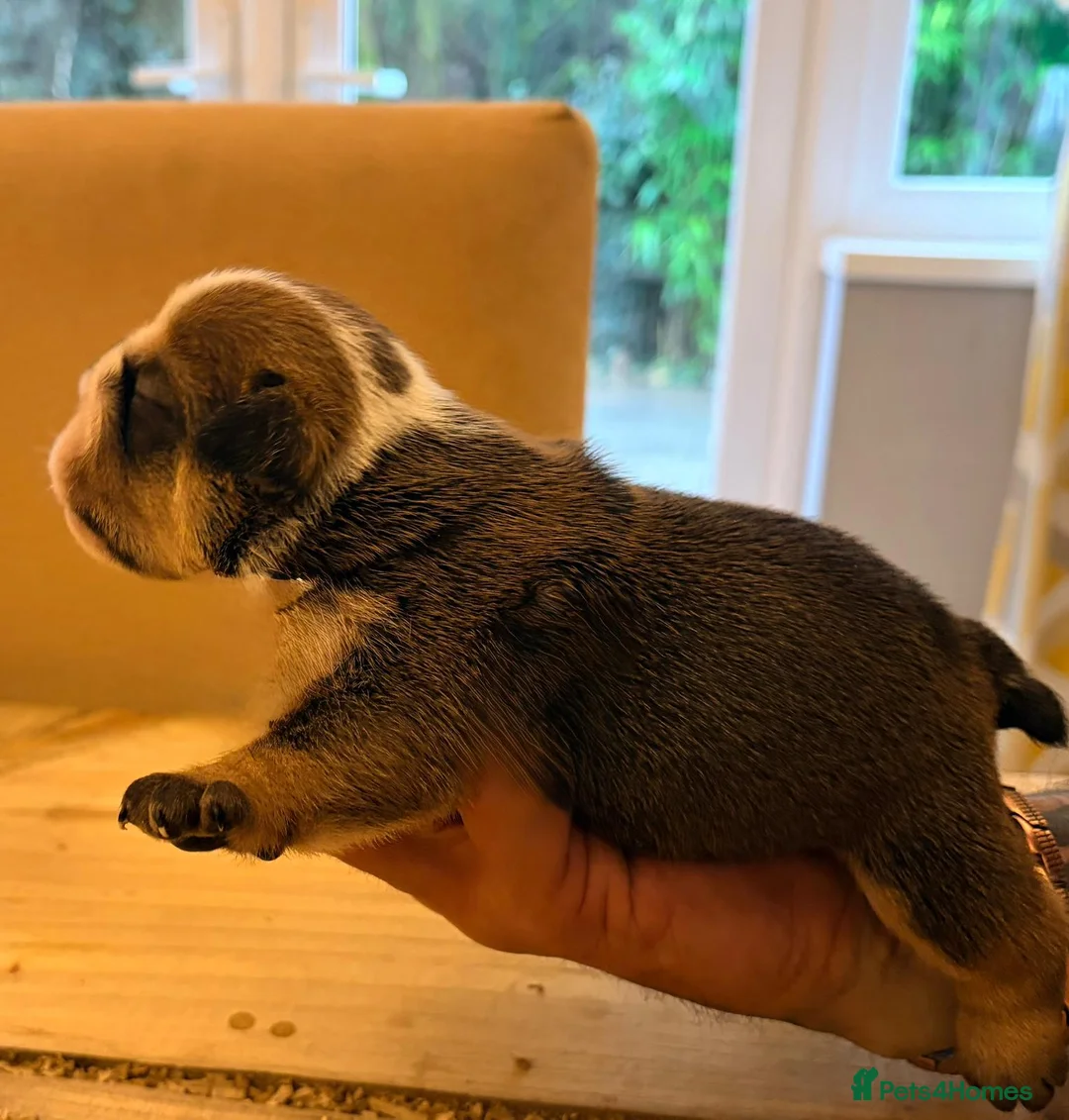 English Bulldog dogs for sale: Bulldog puppies  - Advert 20