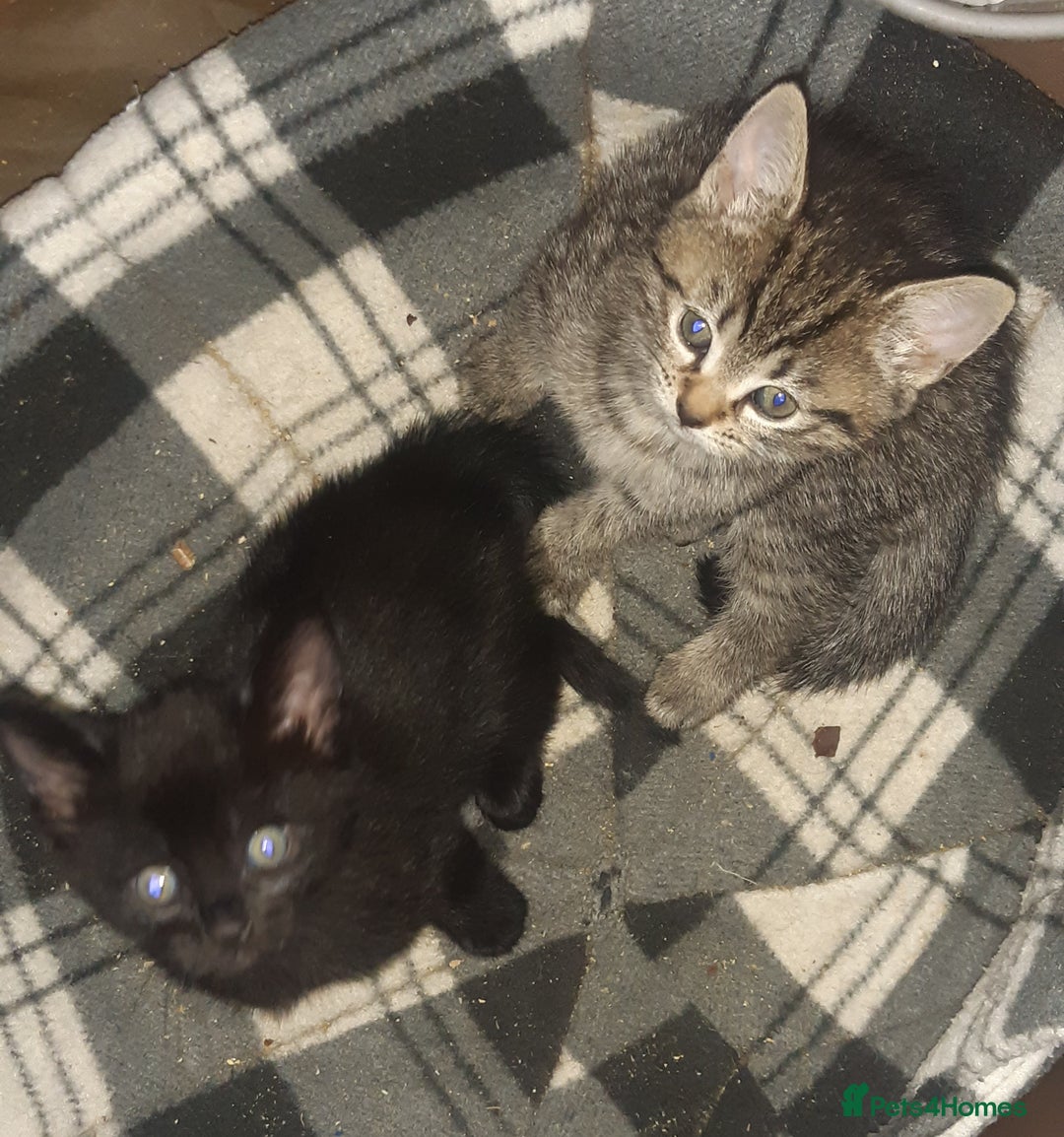 Mixed Breed cats for adoption: Two lovely kittens for adoption - Image 2