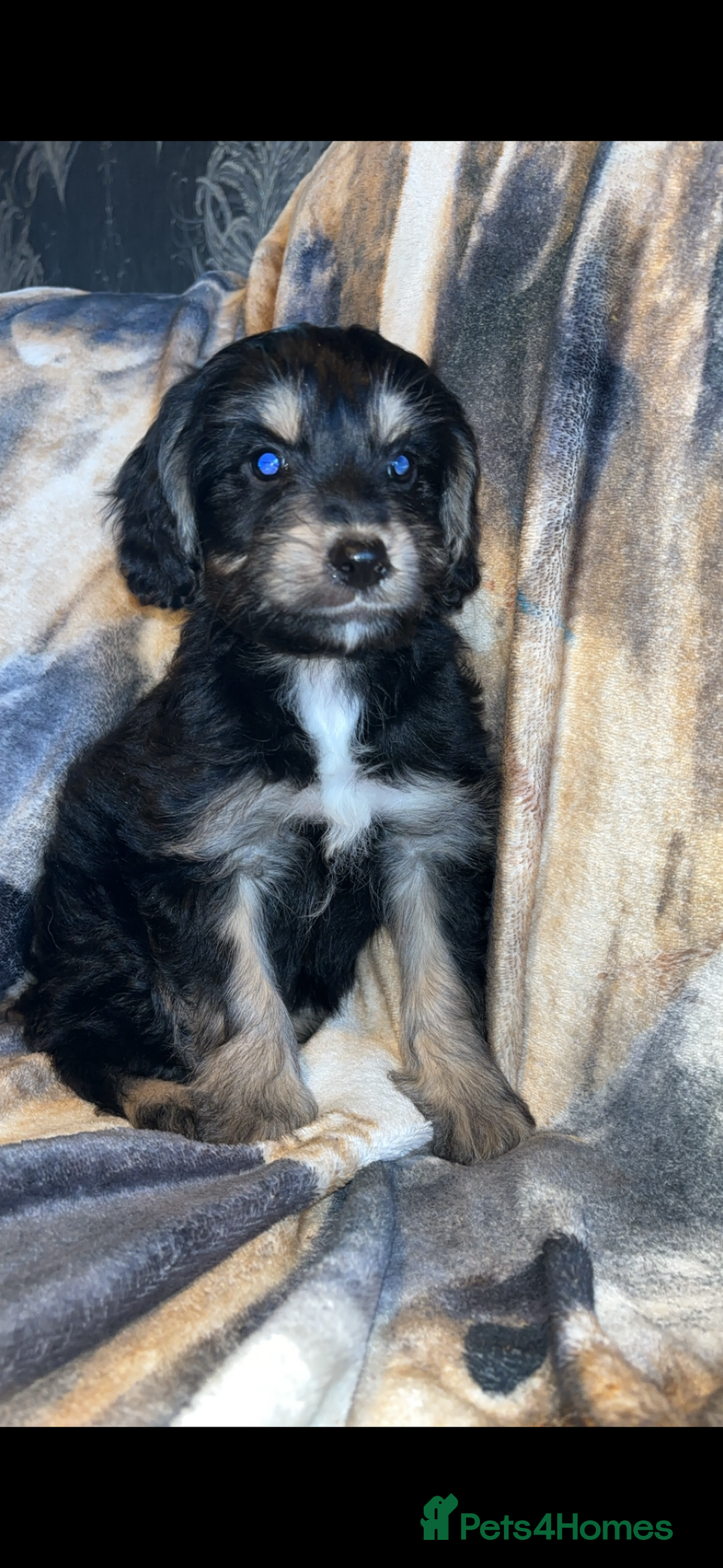 Cockapoo dogs for sale: Cockapoo puppies  - Image 1