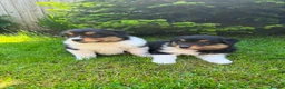 Mixed Breed dogs for sale: Stunning Australian Shepherd x Rough collie pups in Biggar - Advert 7