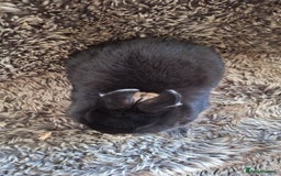 Netherland Dwarf rabbits for sale: Pure Netherland Dwarf Baby Bunnies - Image 18
