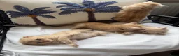 Scottish Fold cats for sale: Scottish fold and straight  in London - Advert 3