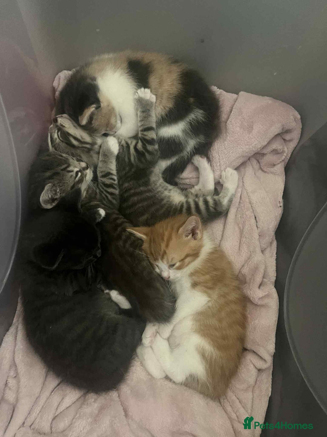 Mixed Breed cats for sale: 5 beautiful tabby kittens  - Image 2