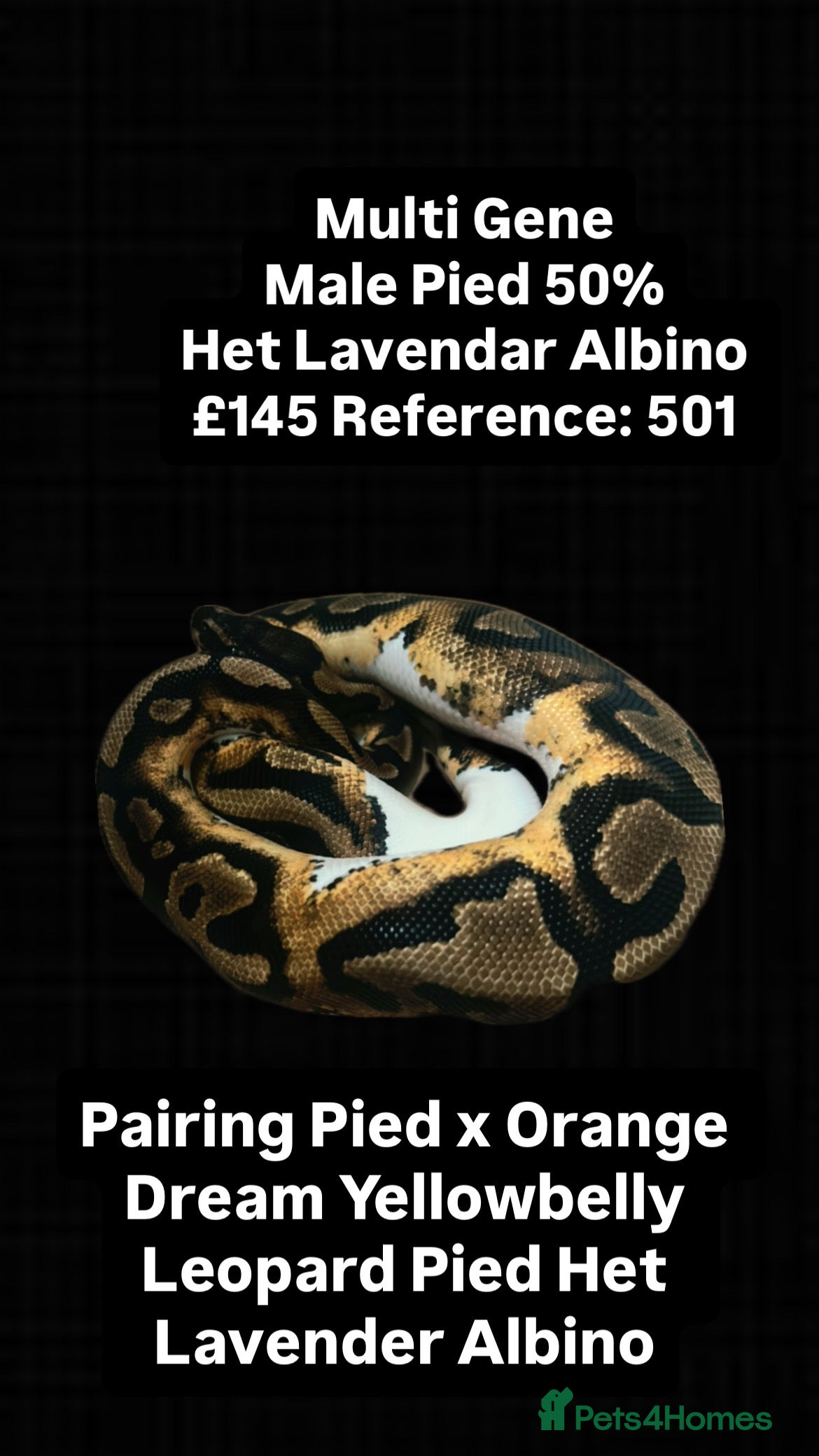 Python Snake reptiles Various 2025 Pied Ball Pythons Royal Snake - Advert 3